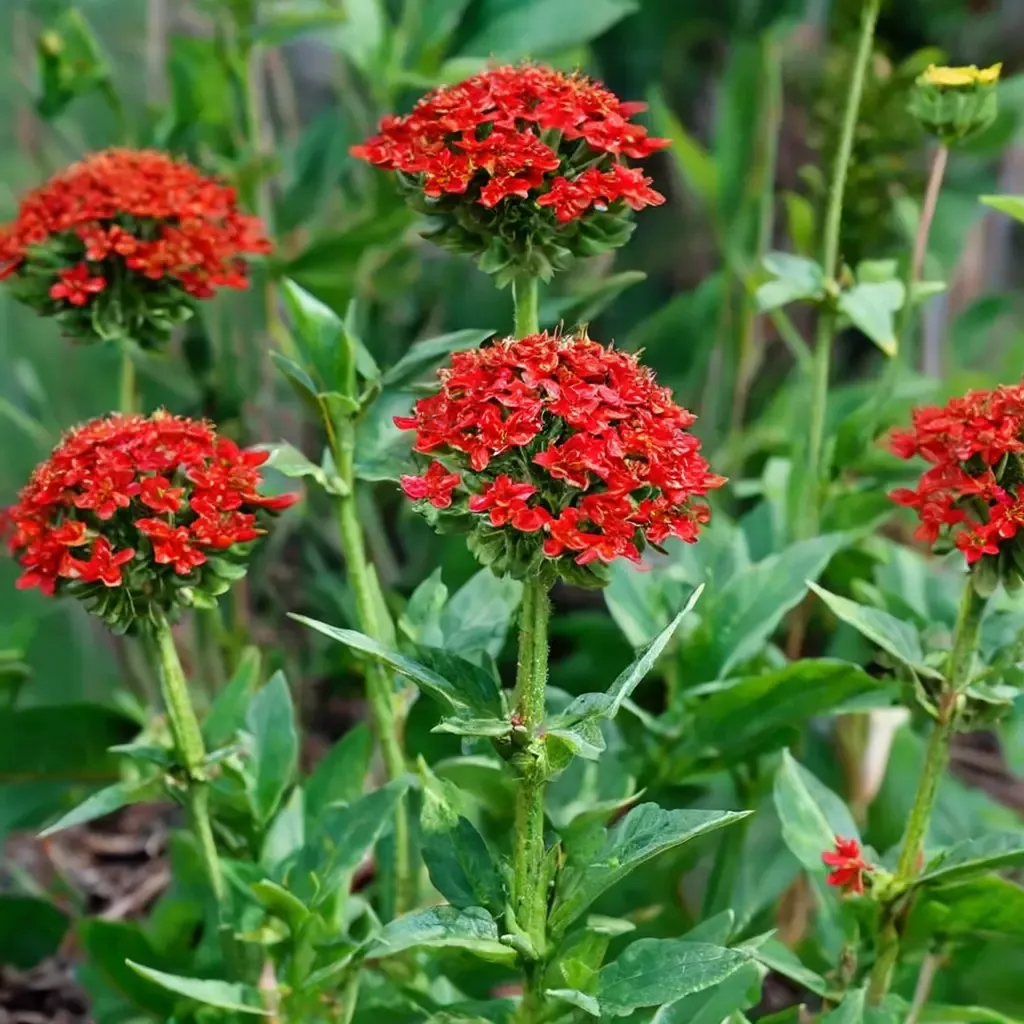 Maltese Cross