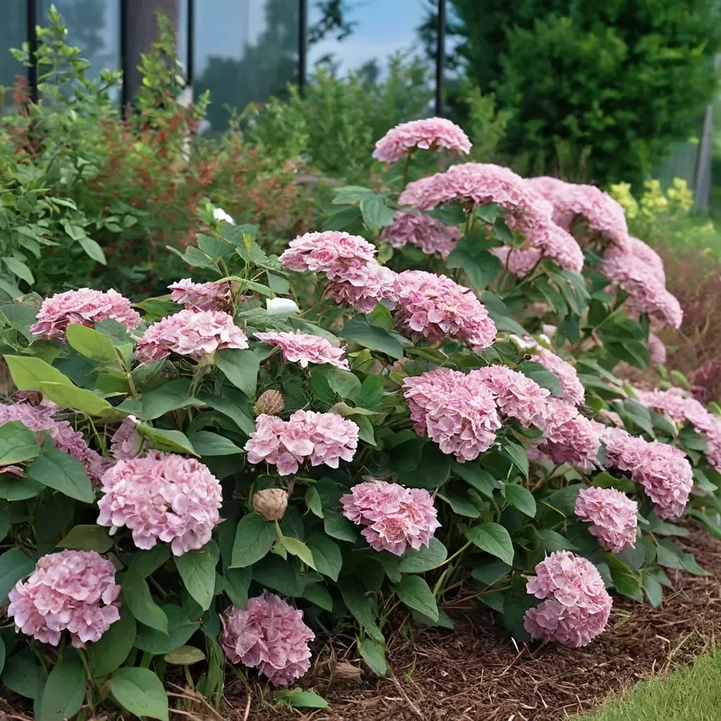 Invincibelle Spirit II Hydrangea