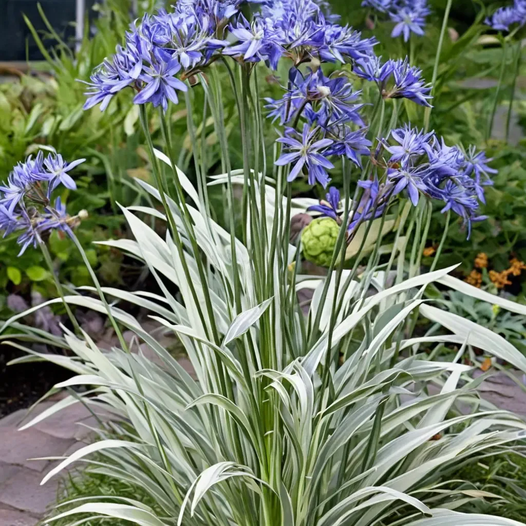 Silver Moon African Lily