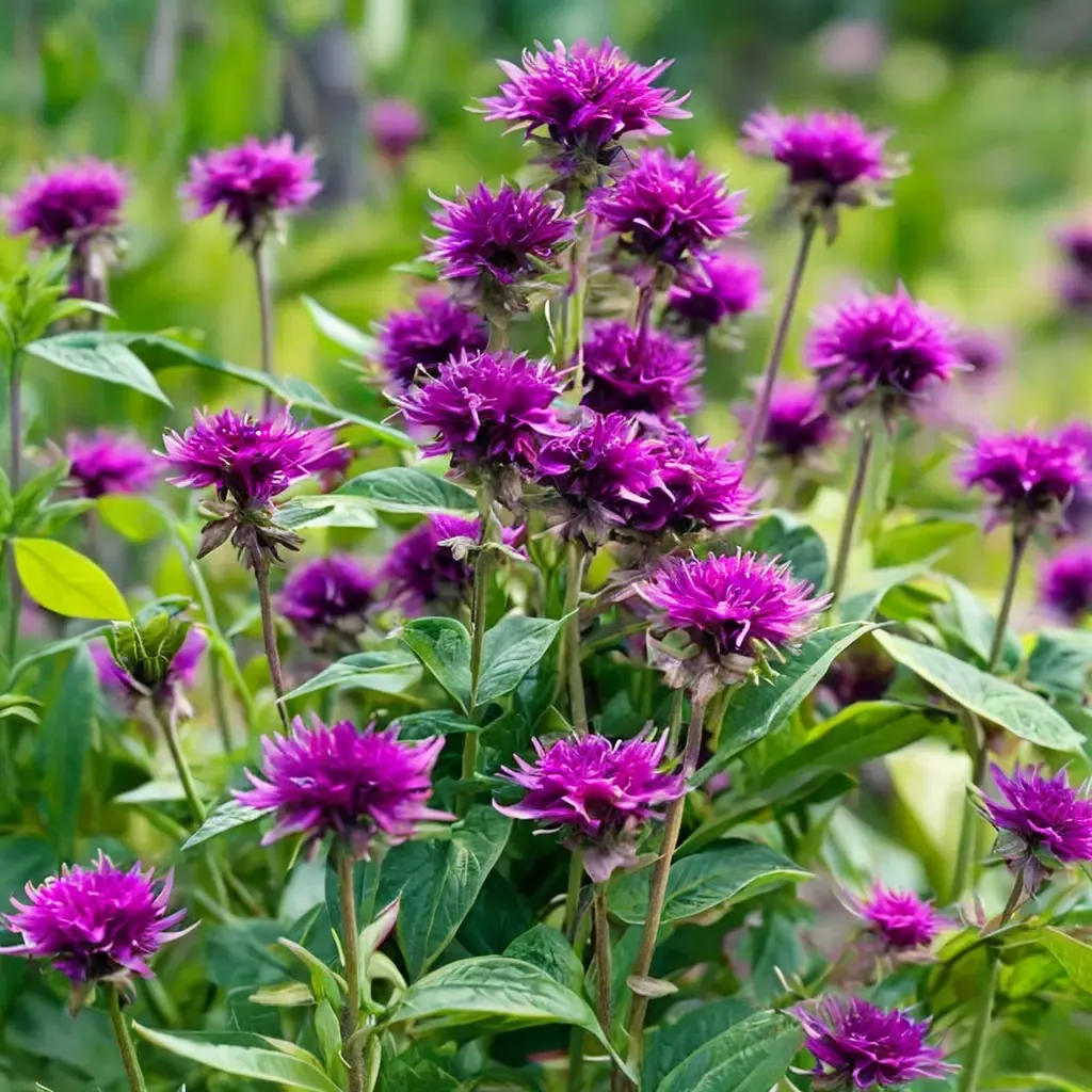 Purple Rooster Bee Balm