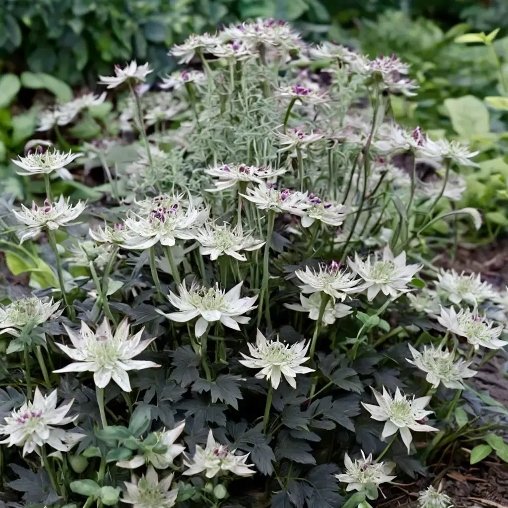 White Masterwort