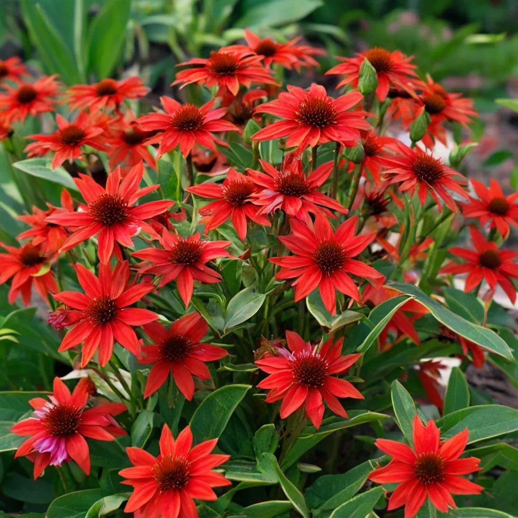 Salsa Red Coneflower