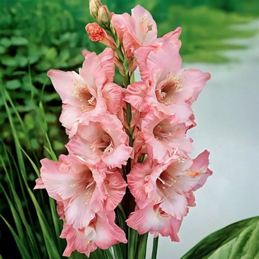 Ben Venuto Gladiolus