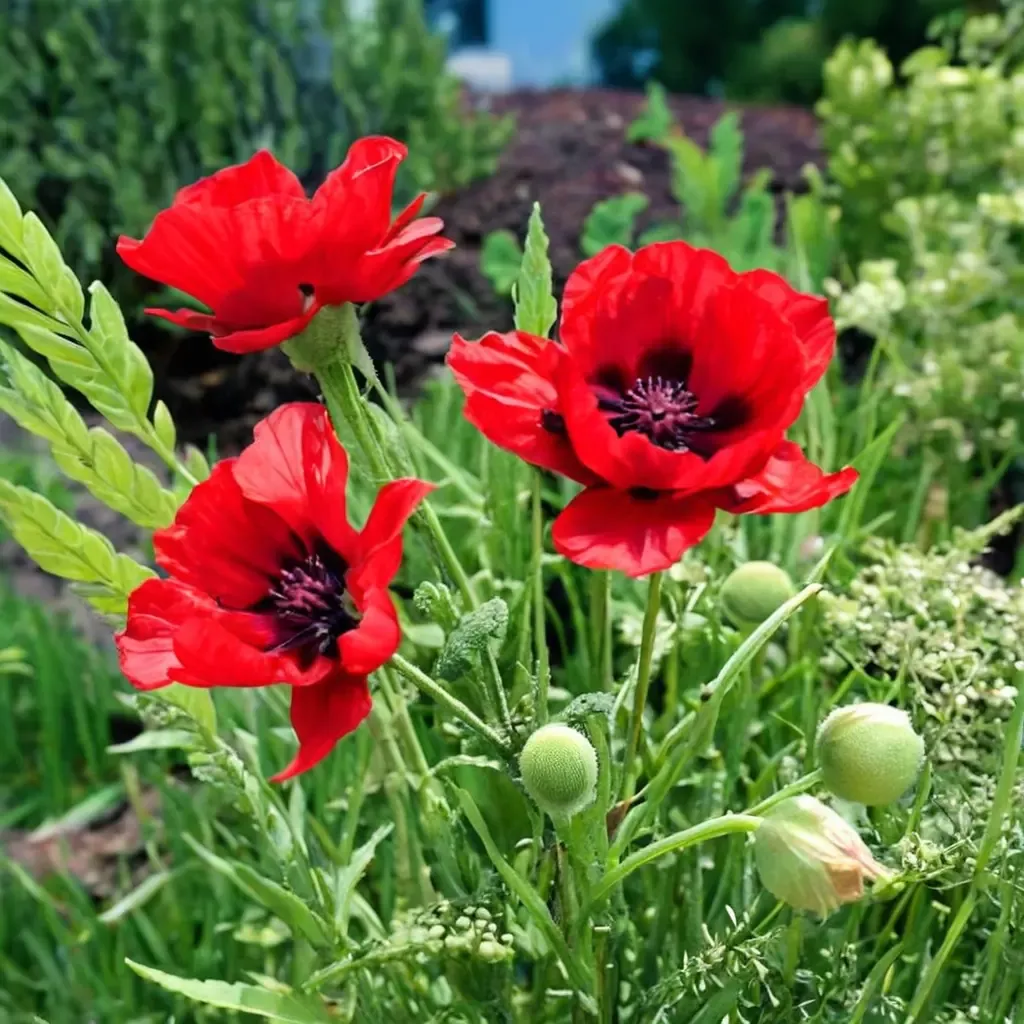 Oriental Poppy 'Beauty of Livermere'