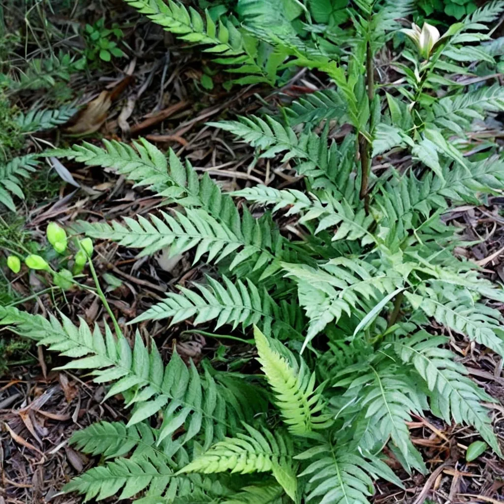 Clinton's Wood Fern