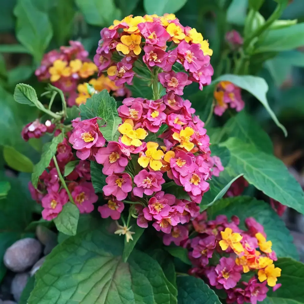 Irene Lantana