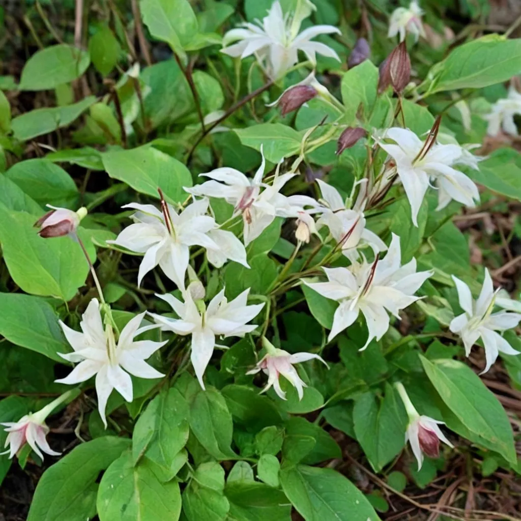 White Queen Epimedium