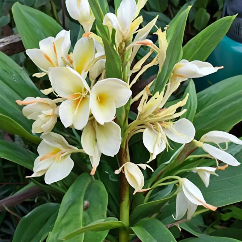 Yellow Ginger Lily