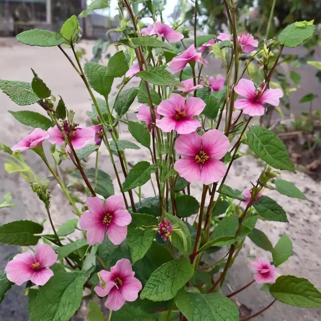 Strybing Beauty Mallow
