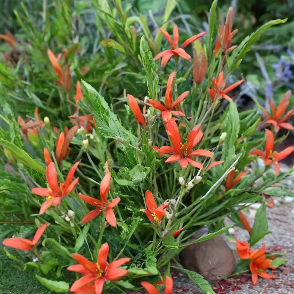 Flame Acanthus