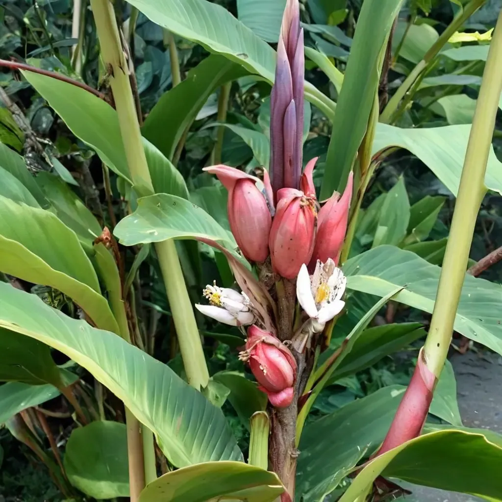 Pink Banana