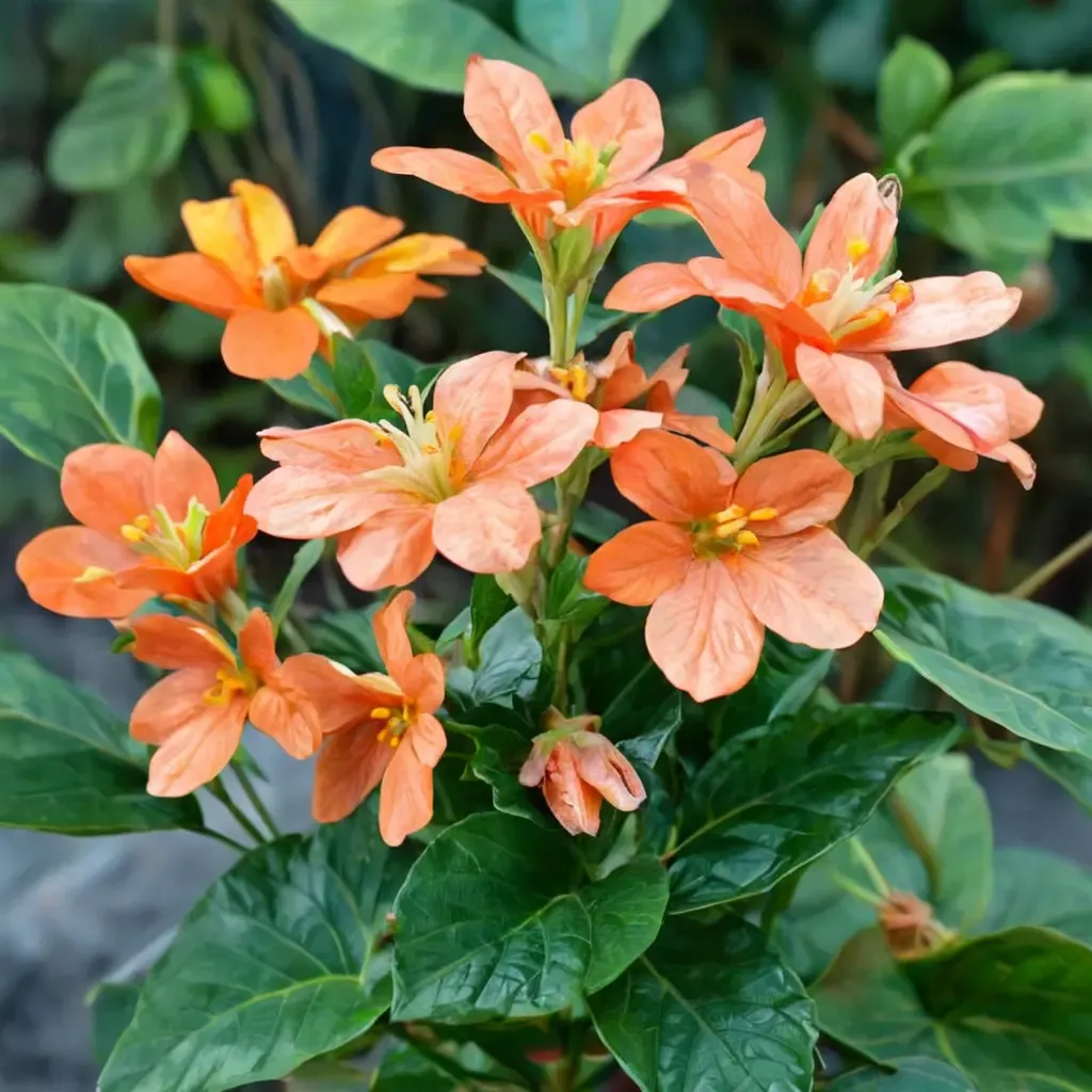 Firecracker Flower
