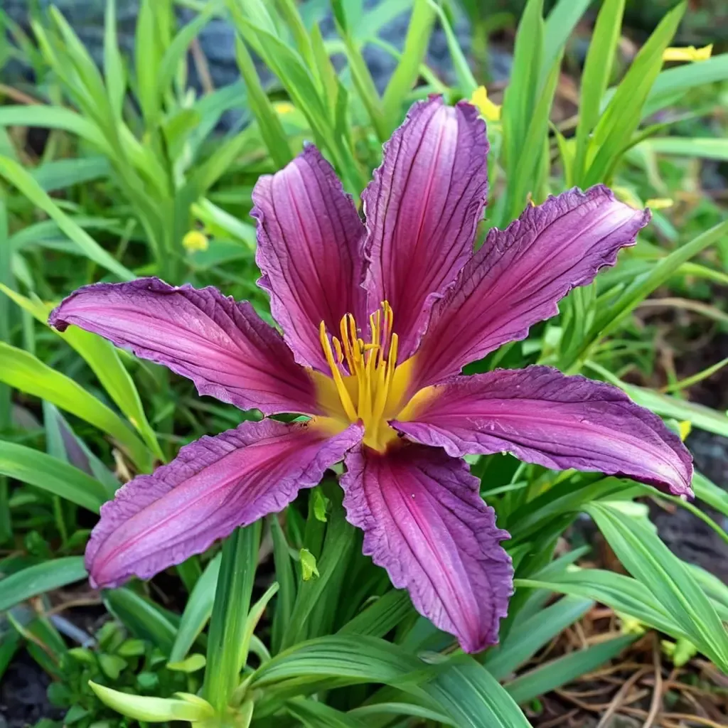 Purple De Oro Daylily