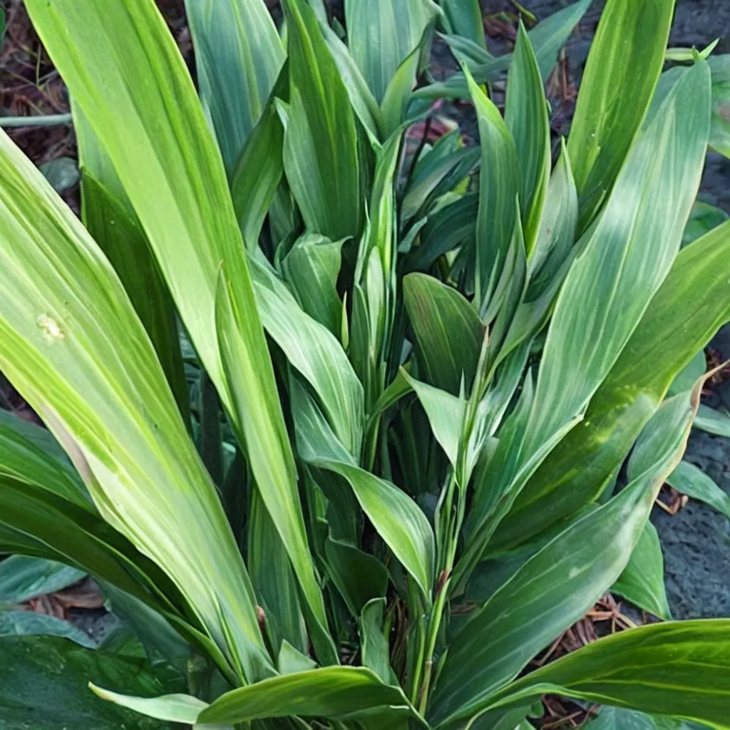 Cast Iron Plant Aspidistra