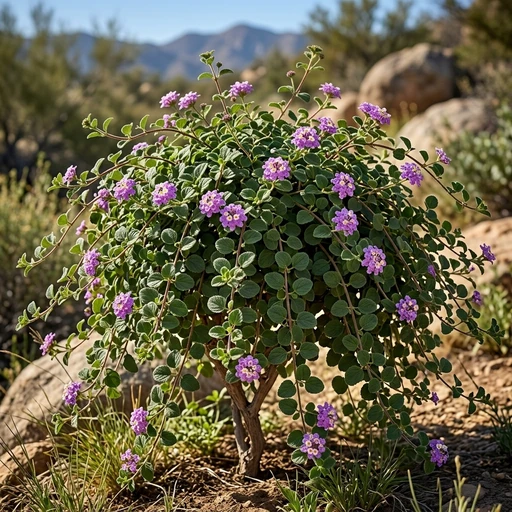 Purple Trailing Lantana