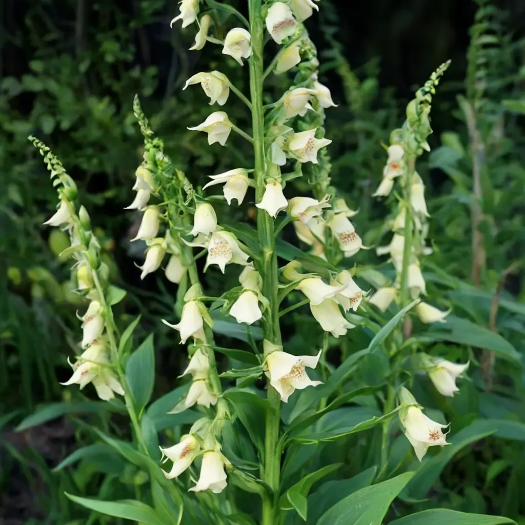 Yellow Foxglove
