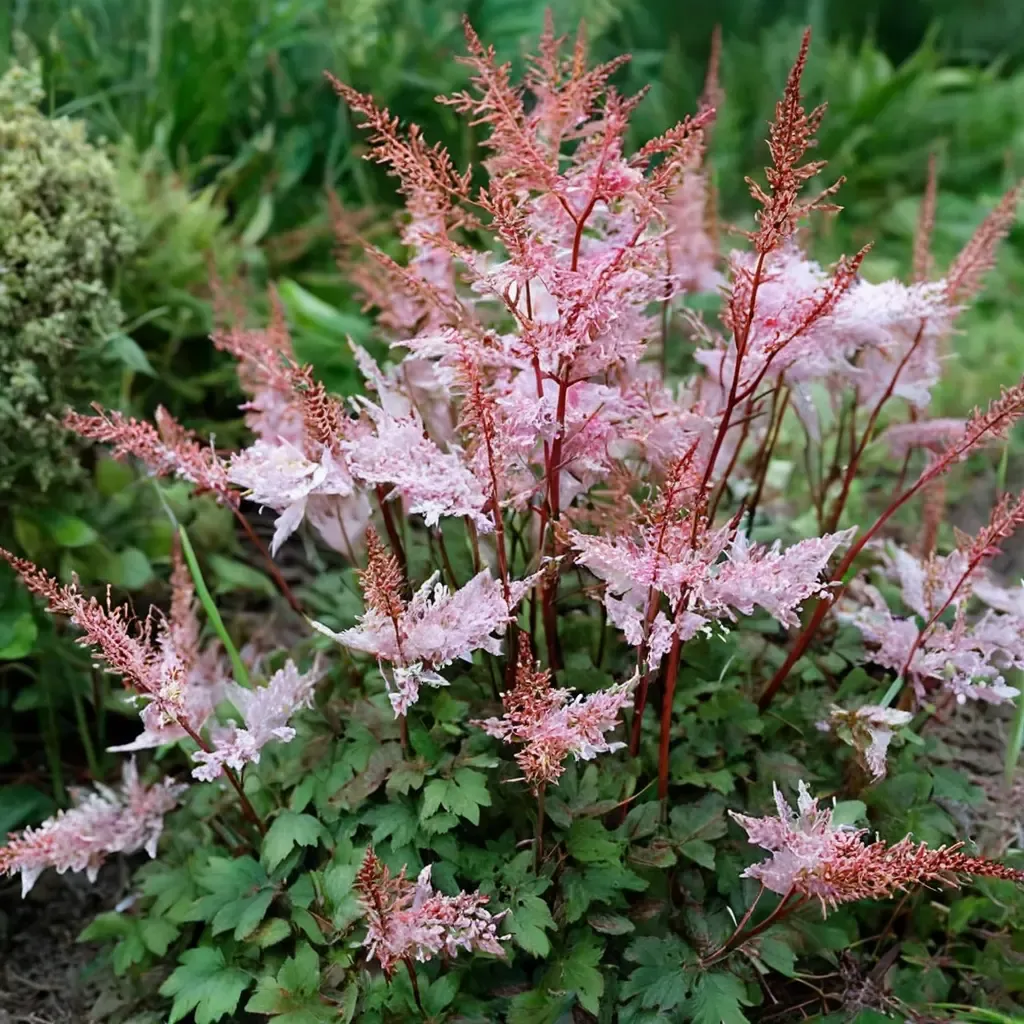 Deft Lace Astilbe