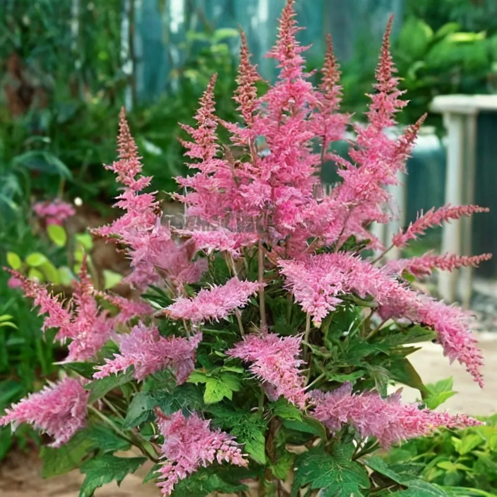 Astilbe Love and Pride