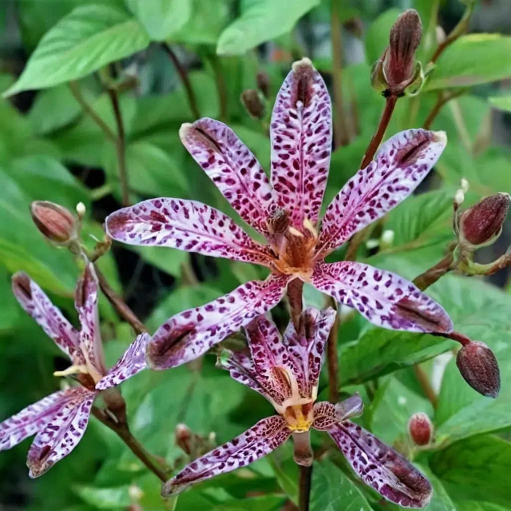Dark Beauty Toad Lily