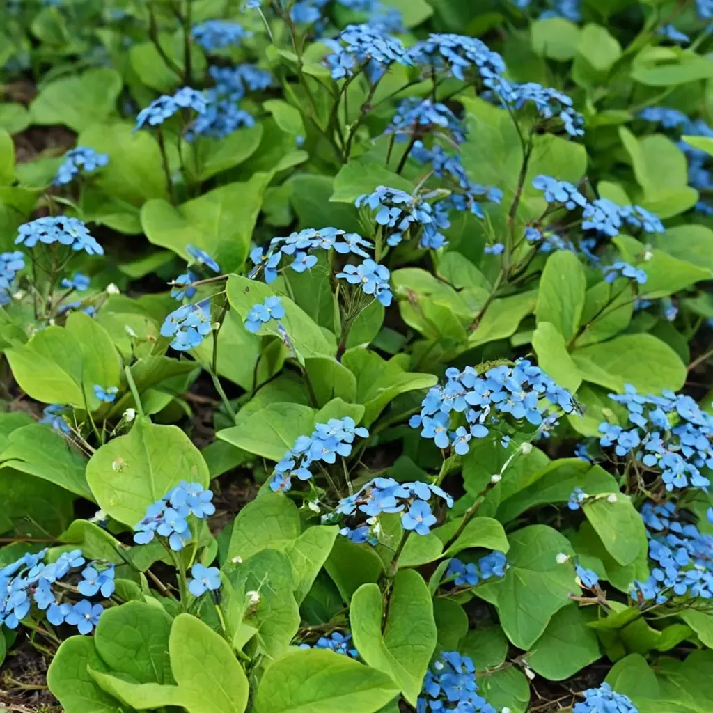 False Forget-Me-Not Siberian Bugloss
