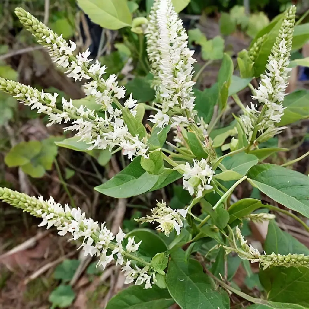 Sweet Almond Verbena