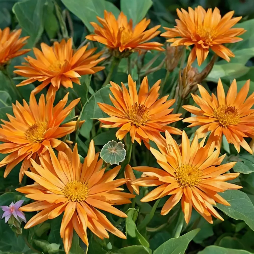Pot Marigold