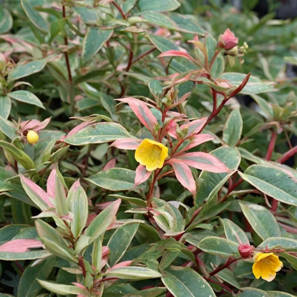 Hypericum Tricolor