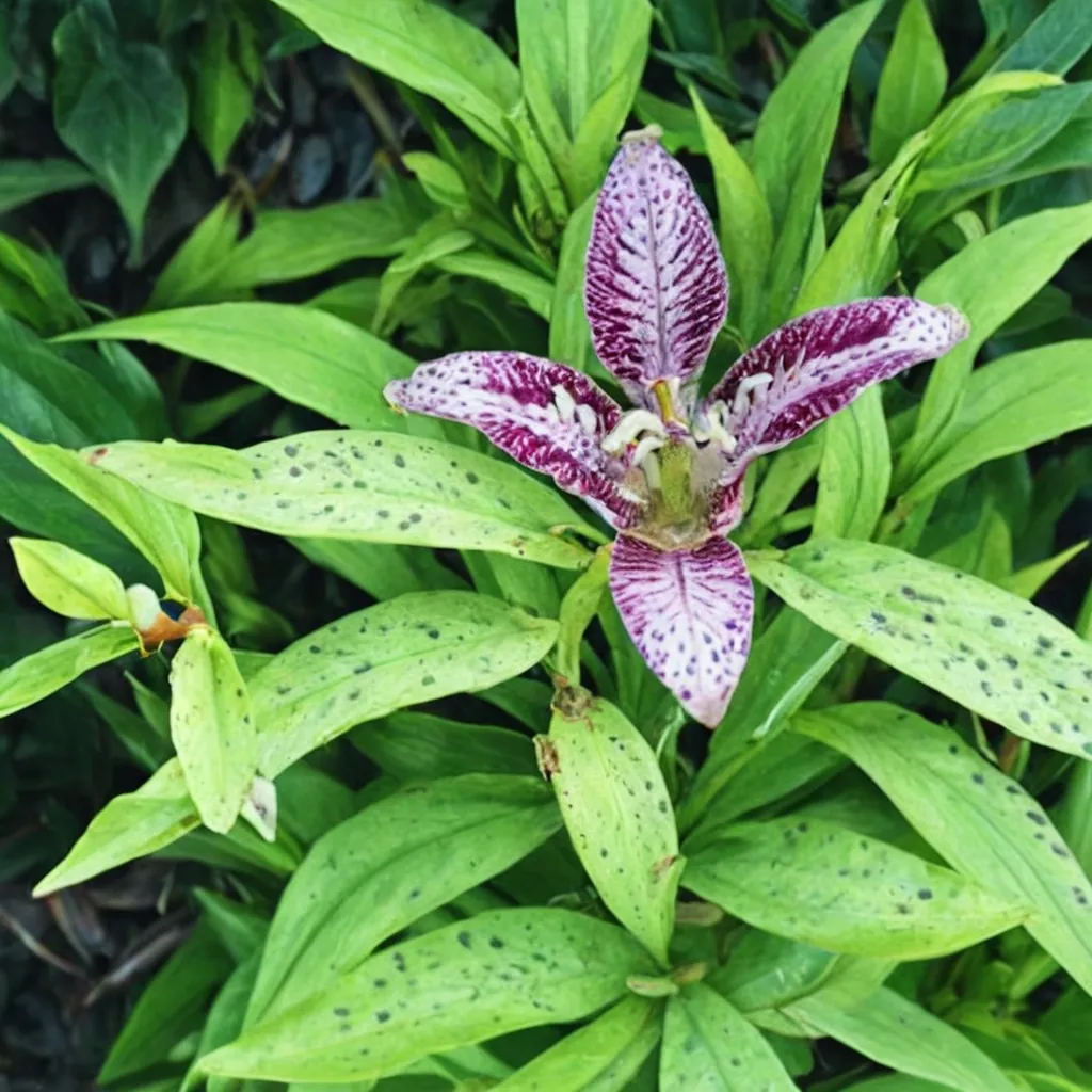Golden Toad Lily
