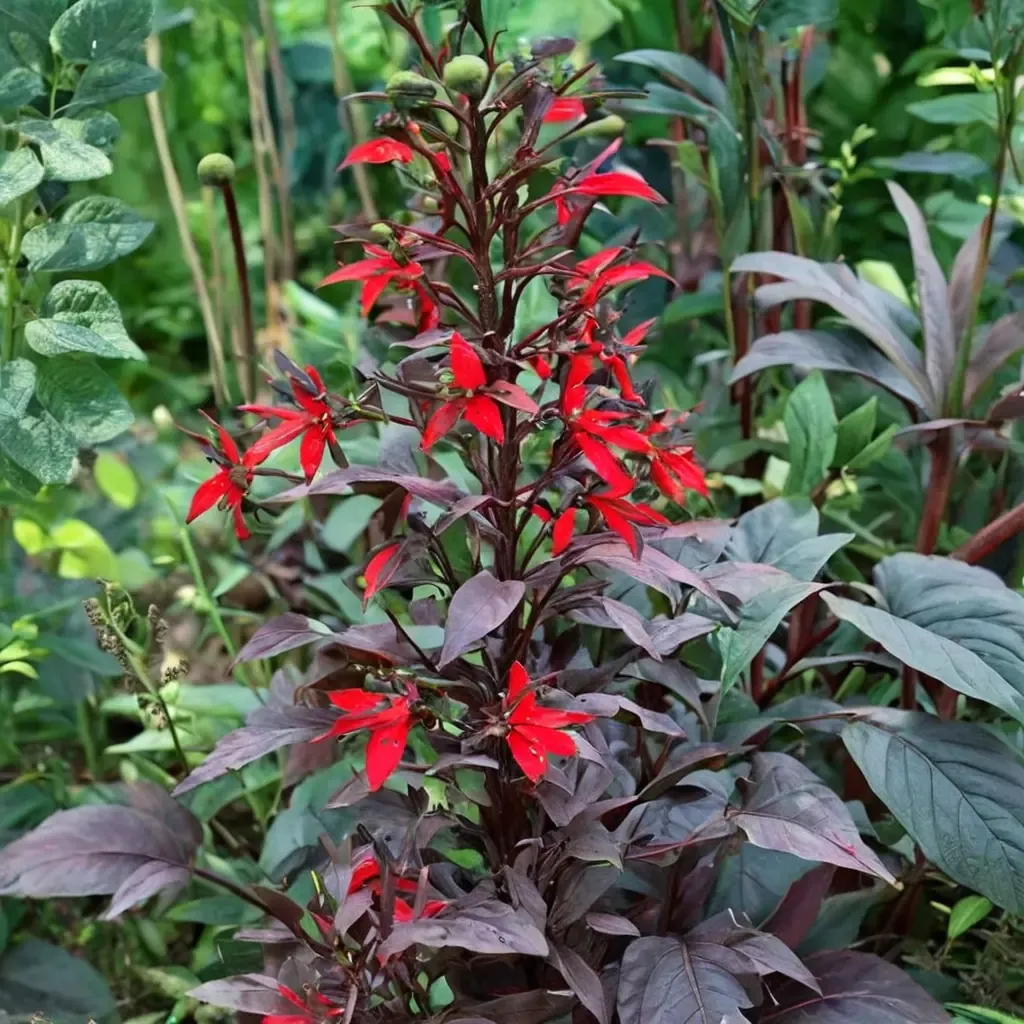 Cardinal Flower 'Black Truffle'