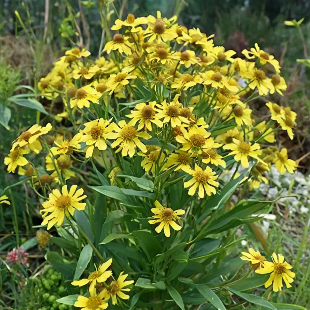 Common Sneezeweed