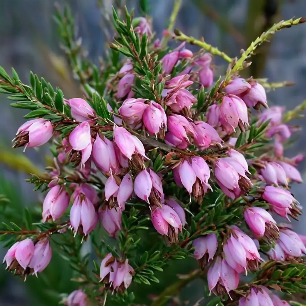 Winter Heath
