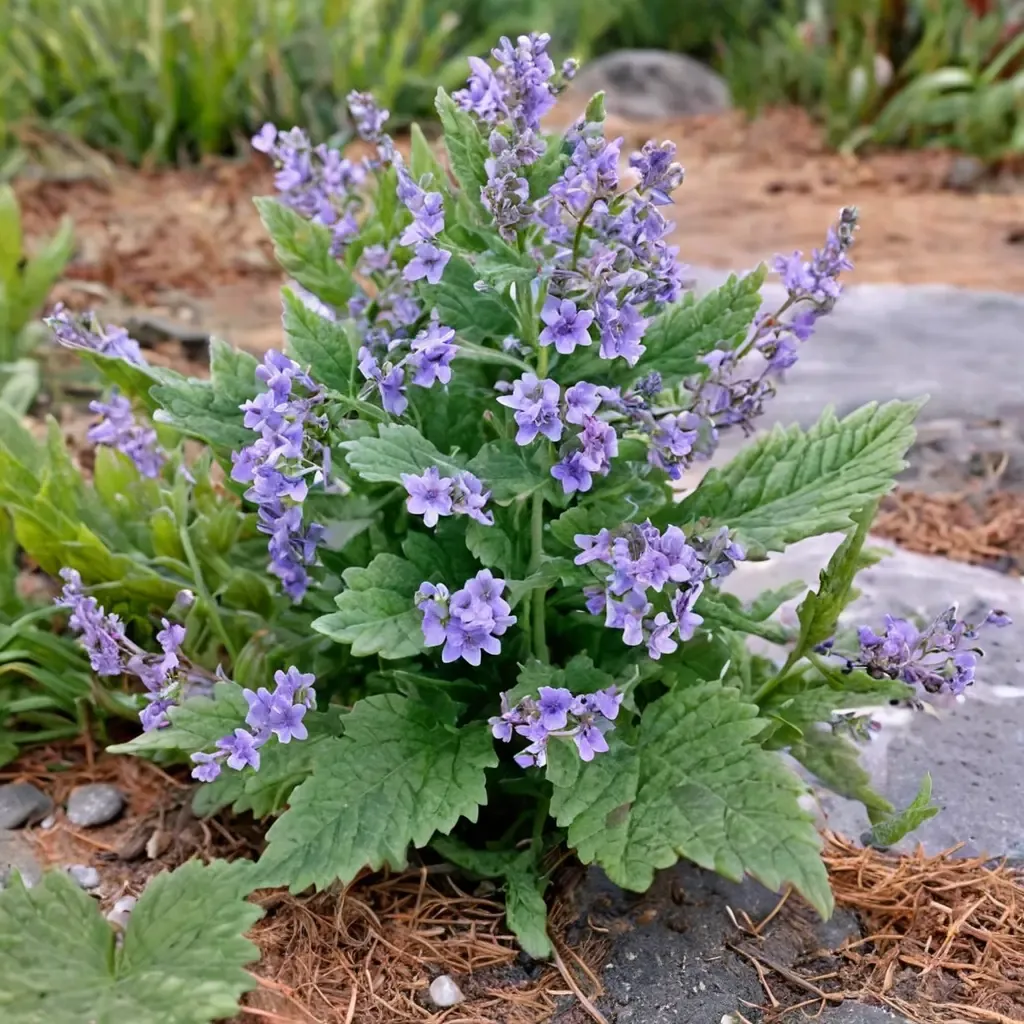 Catmint