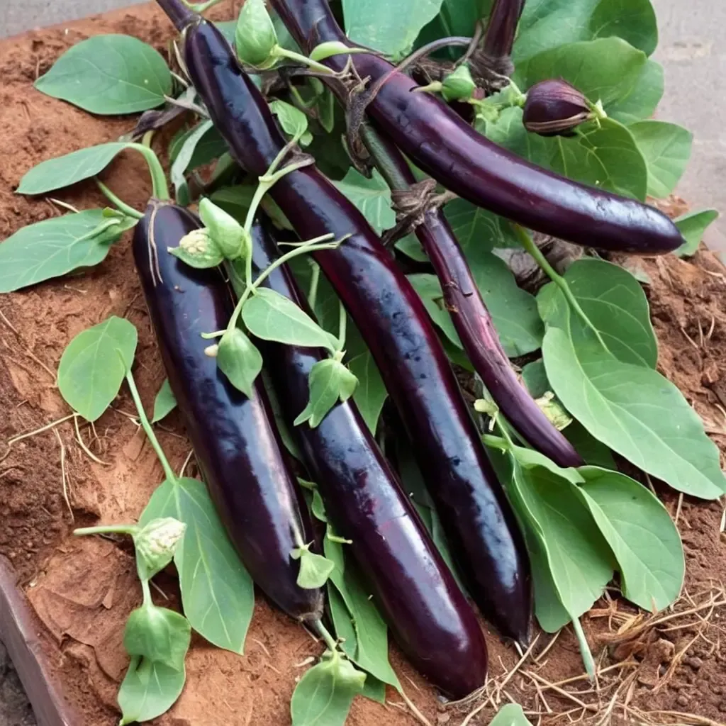 Orient Express Eggplant