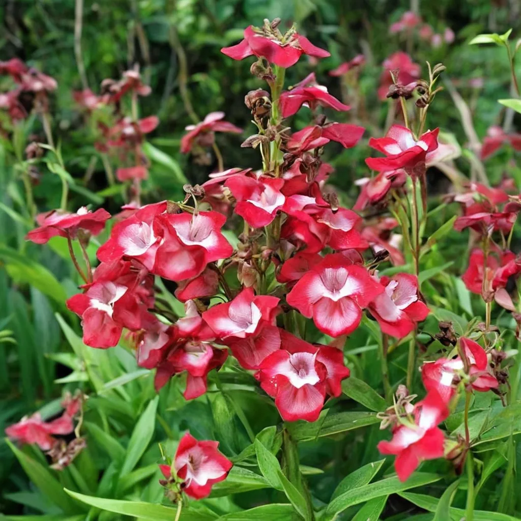 Scarlet Queen Penstemon