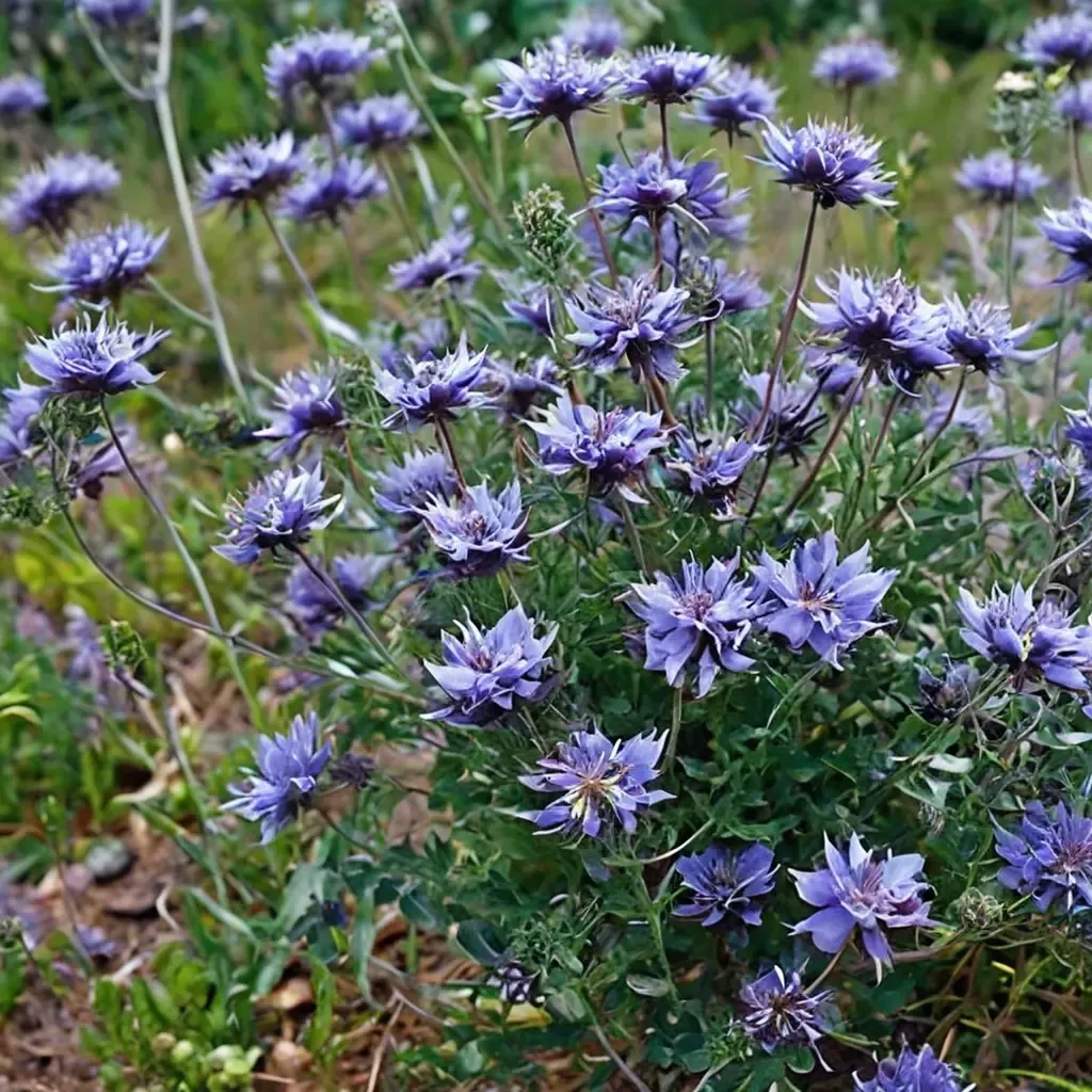 Pozo Blue Sage