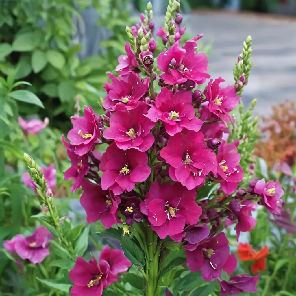 Chantilly Purple Snapdragon