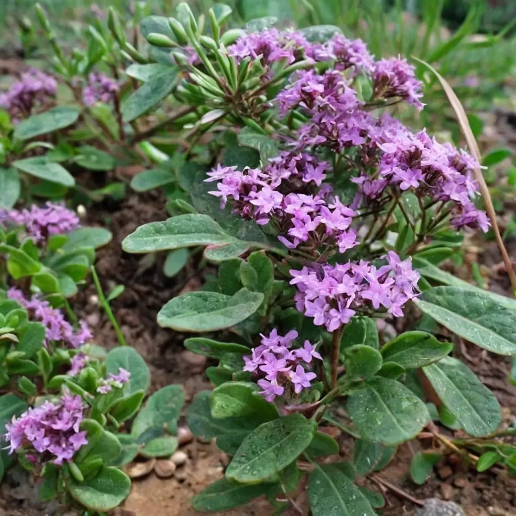 Wild Thyme