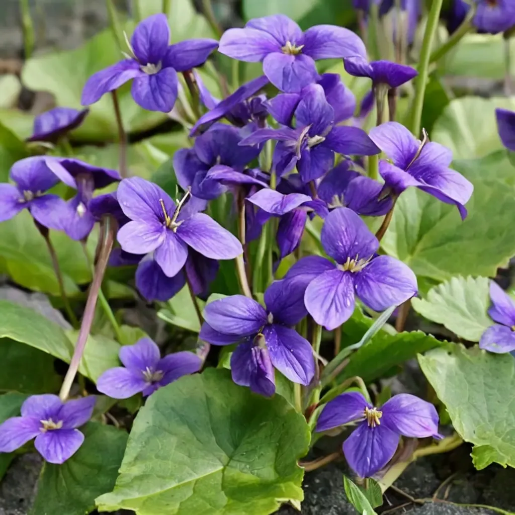 Pansy