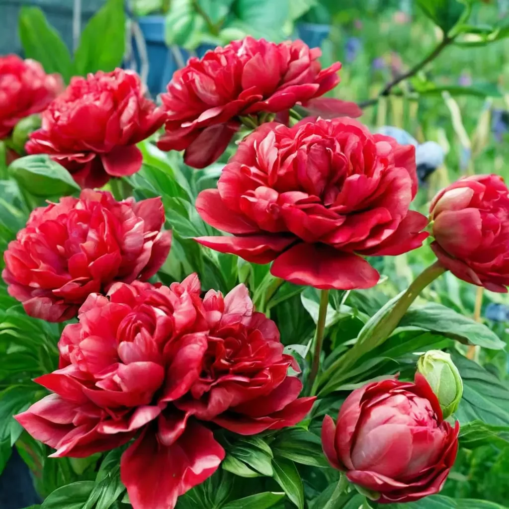 Henry Bockstoce Peony