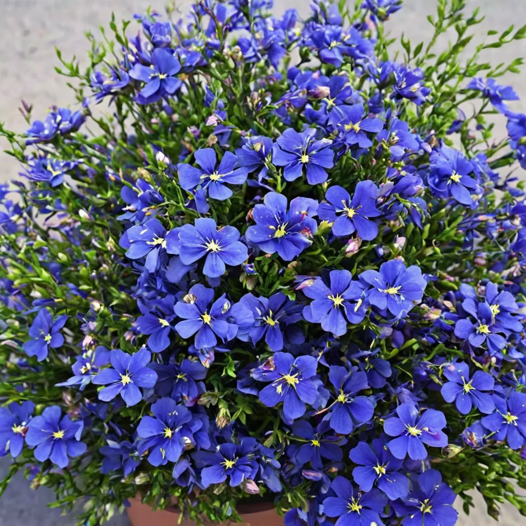 Laguna Dark Blue Lobelia