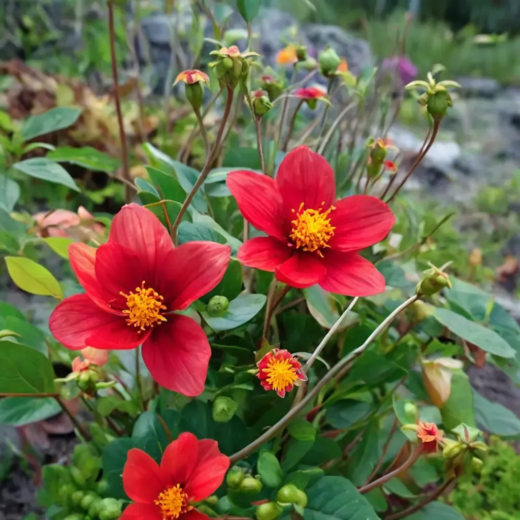 Red Dahlia