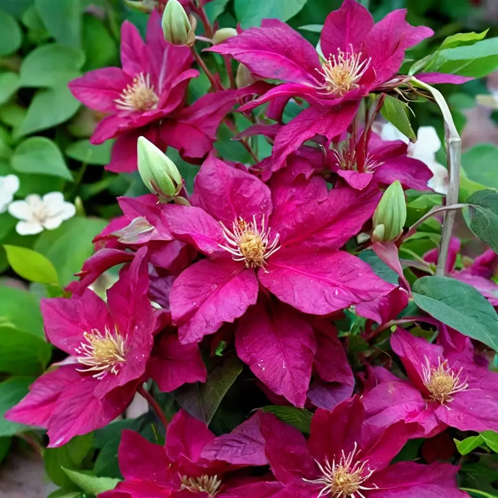 Ernest Markham Clematis