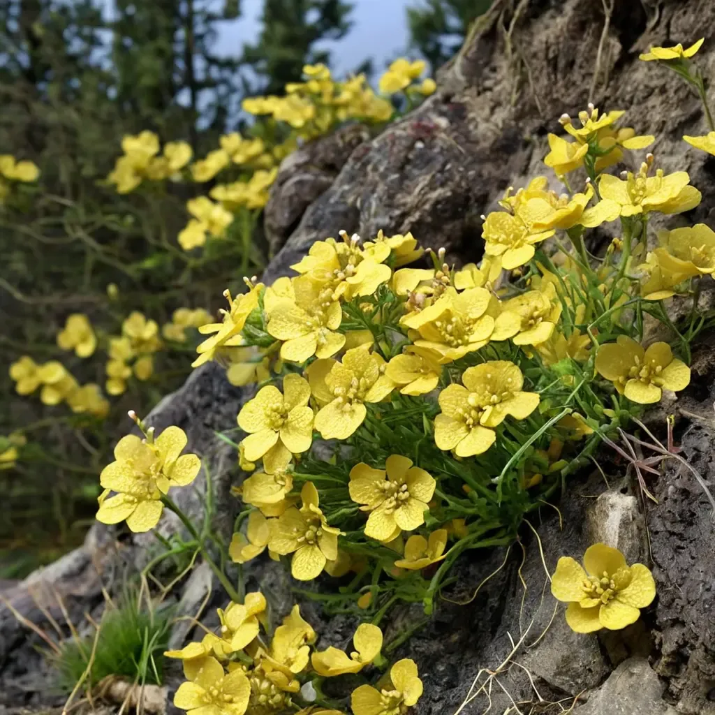 Basket-of-Gold