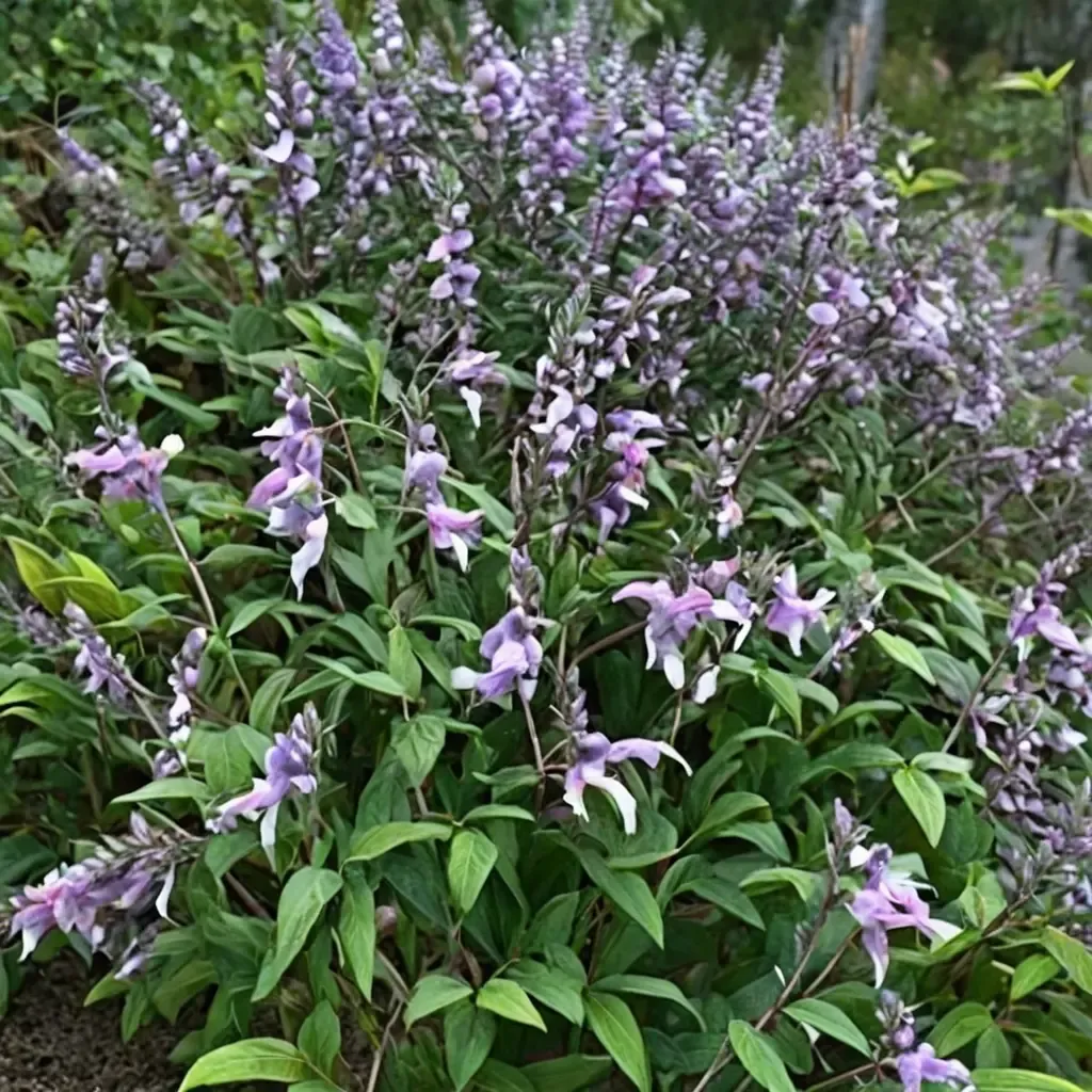 Phyllis Fancy Sage
