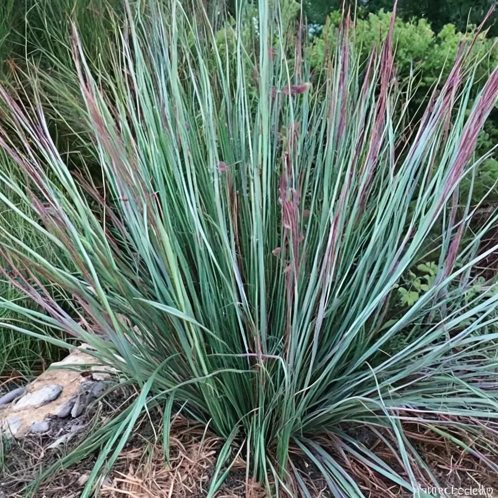 Little Bluestem