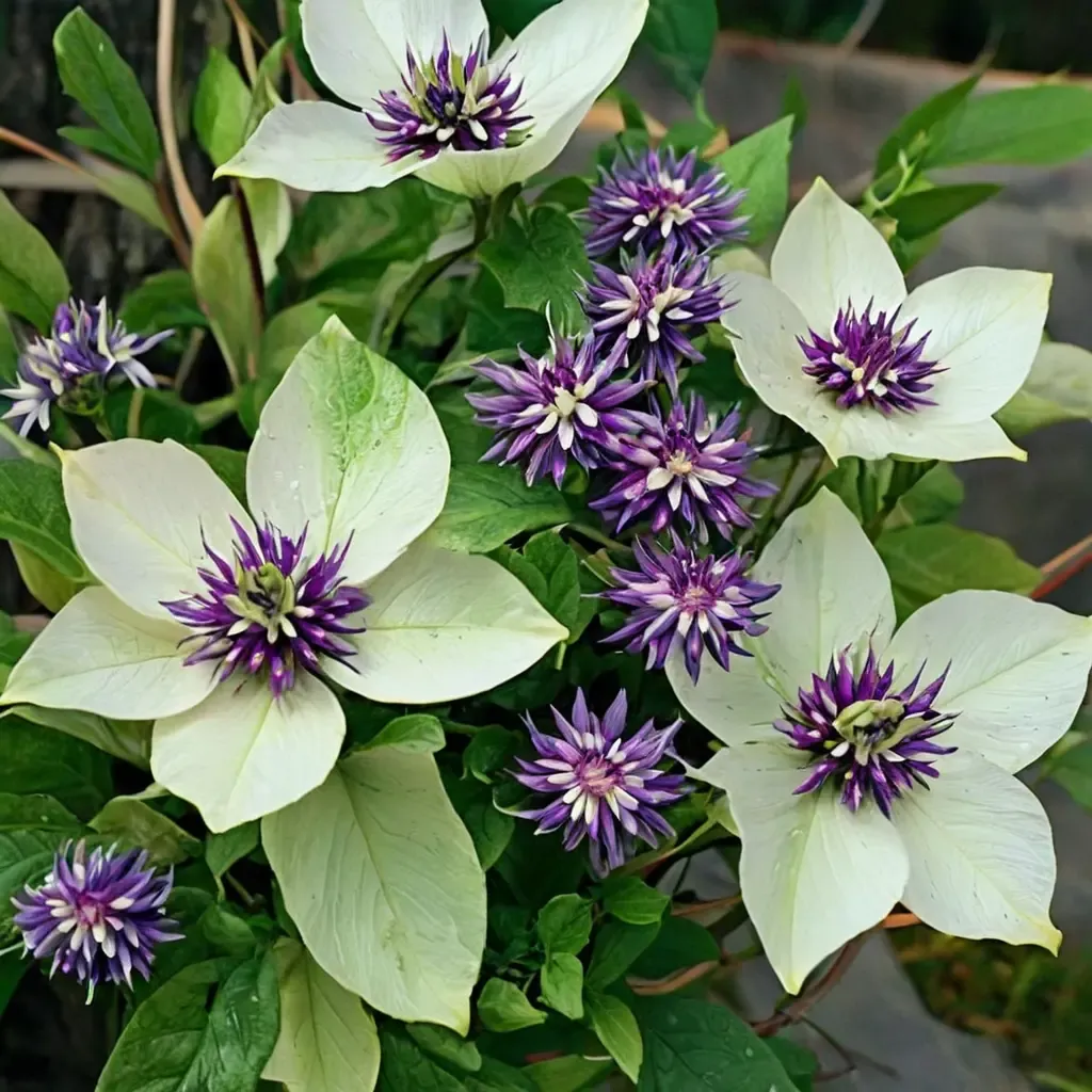 Florida Clematis