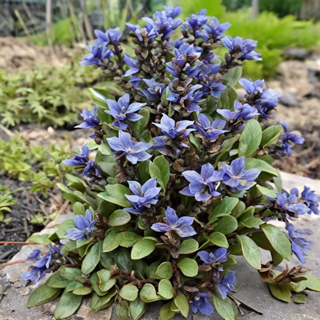 Chocolate Chip Bugleweed