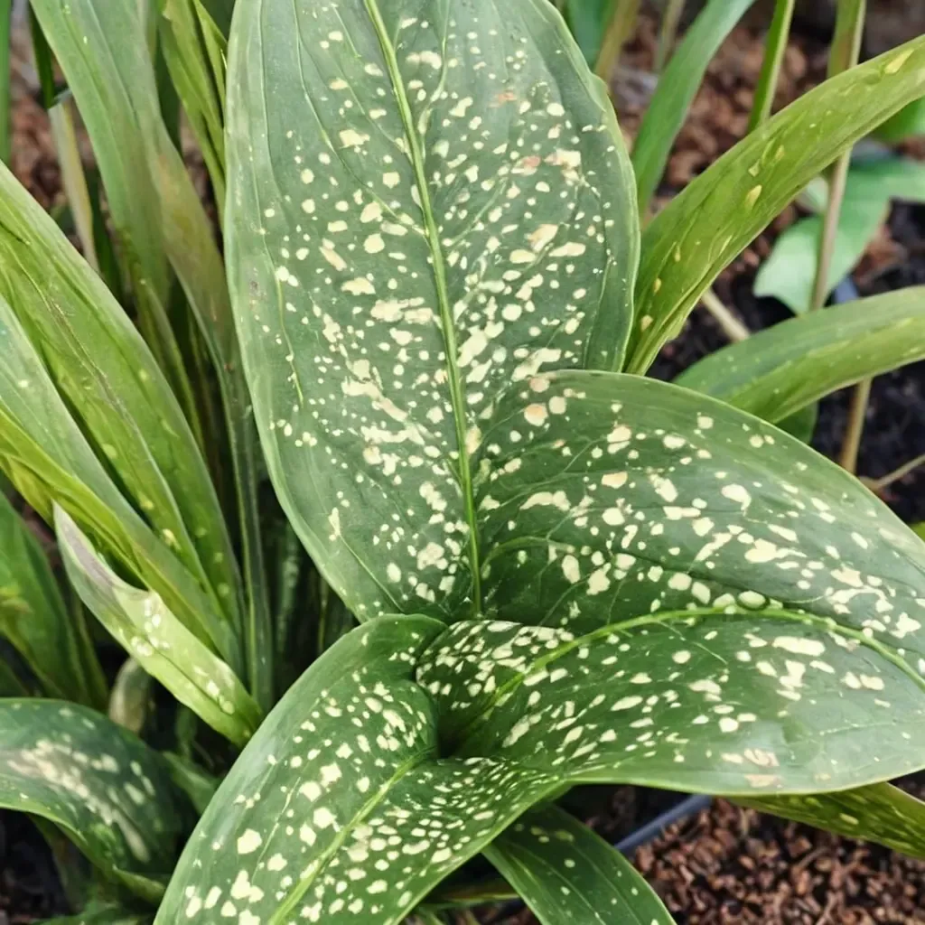 Yellow Hammer Cast Iron Plant