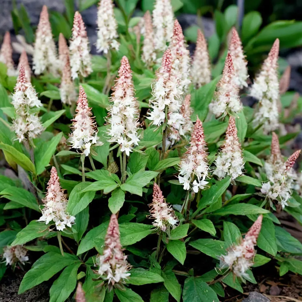 Pink Skyrocket Foamflower