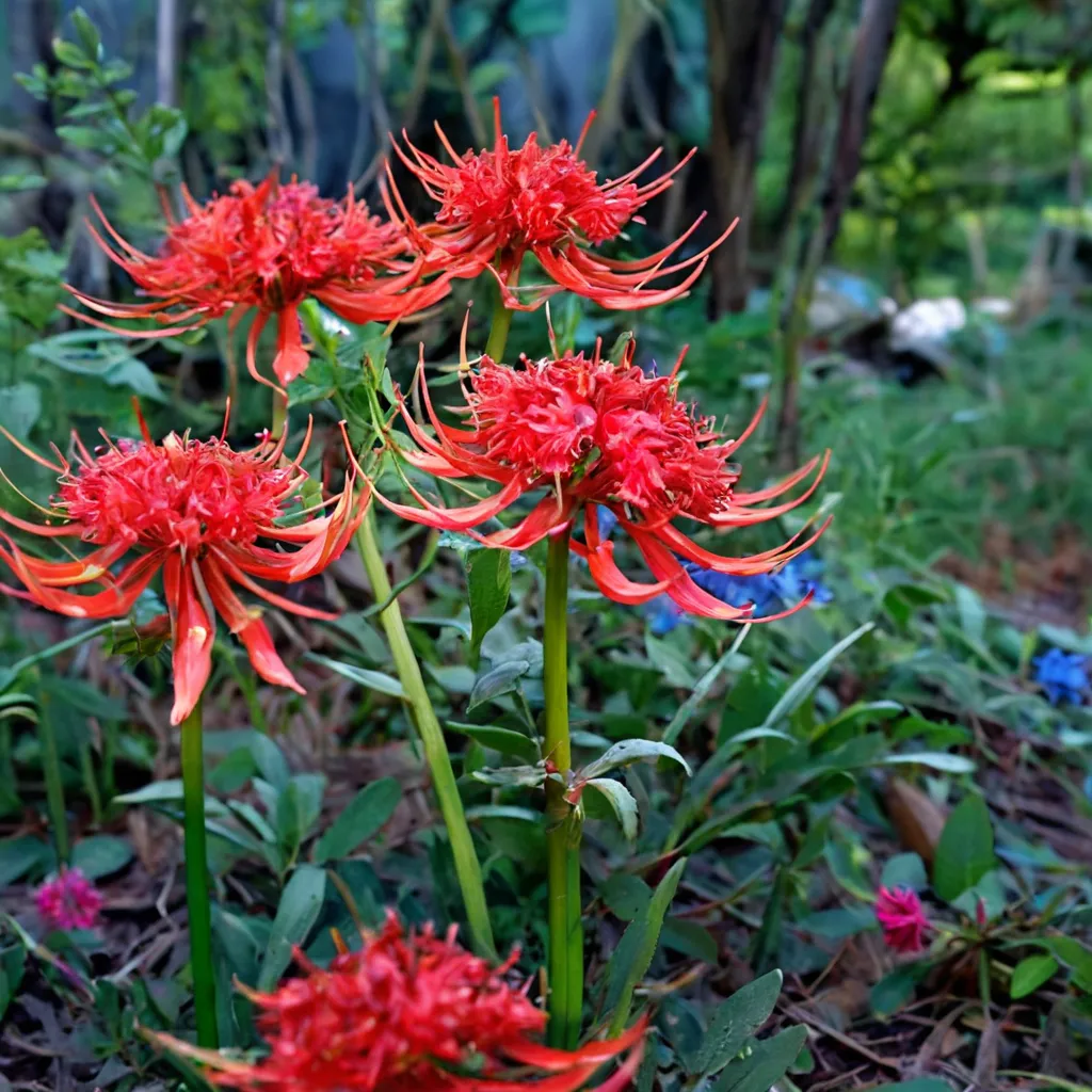 Red Spider Lily